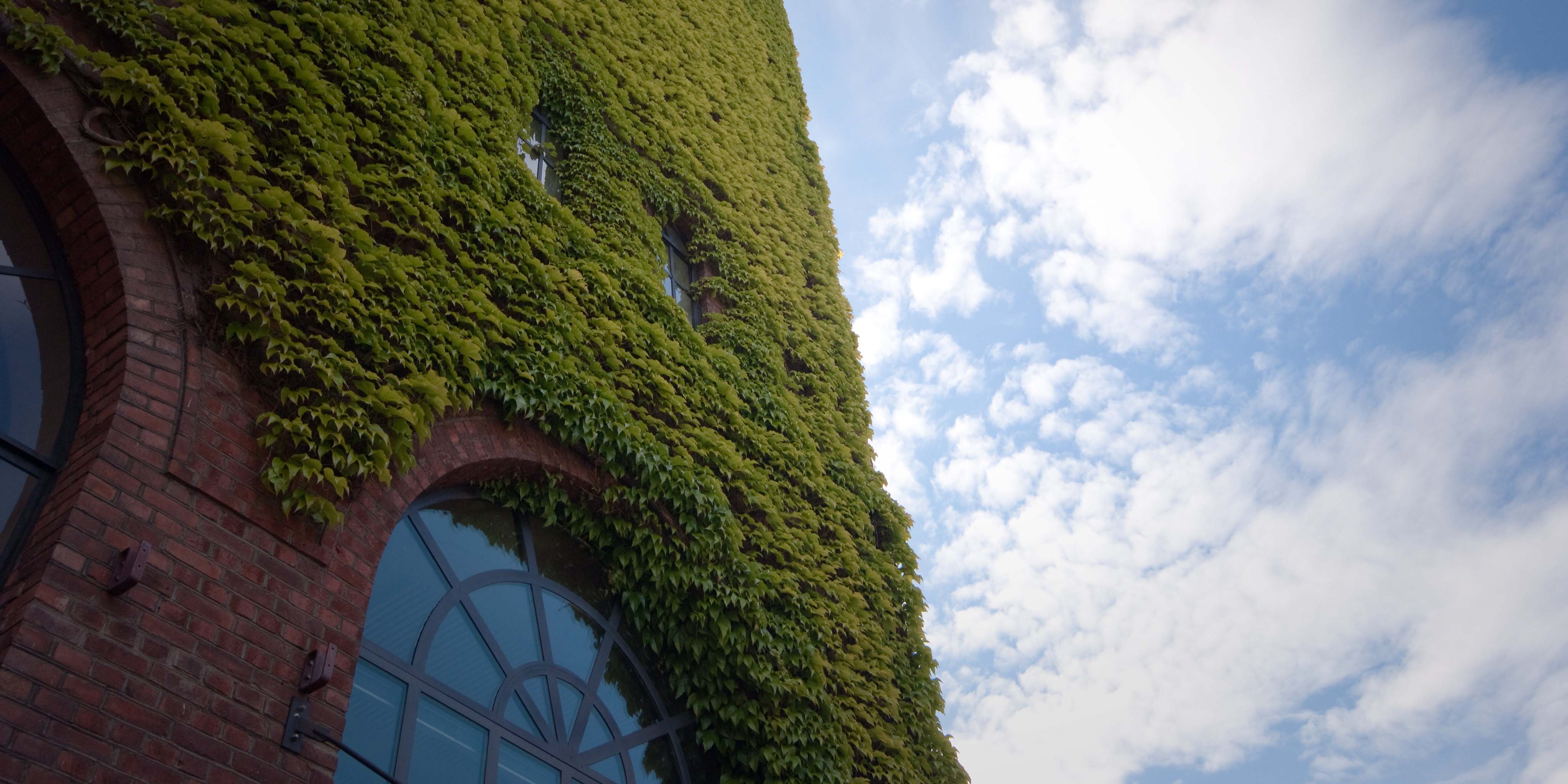 Image of a building on the Pilestredet campus with a large window and climbing plants on the façade.