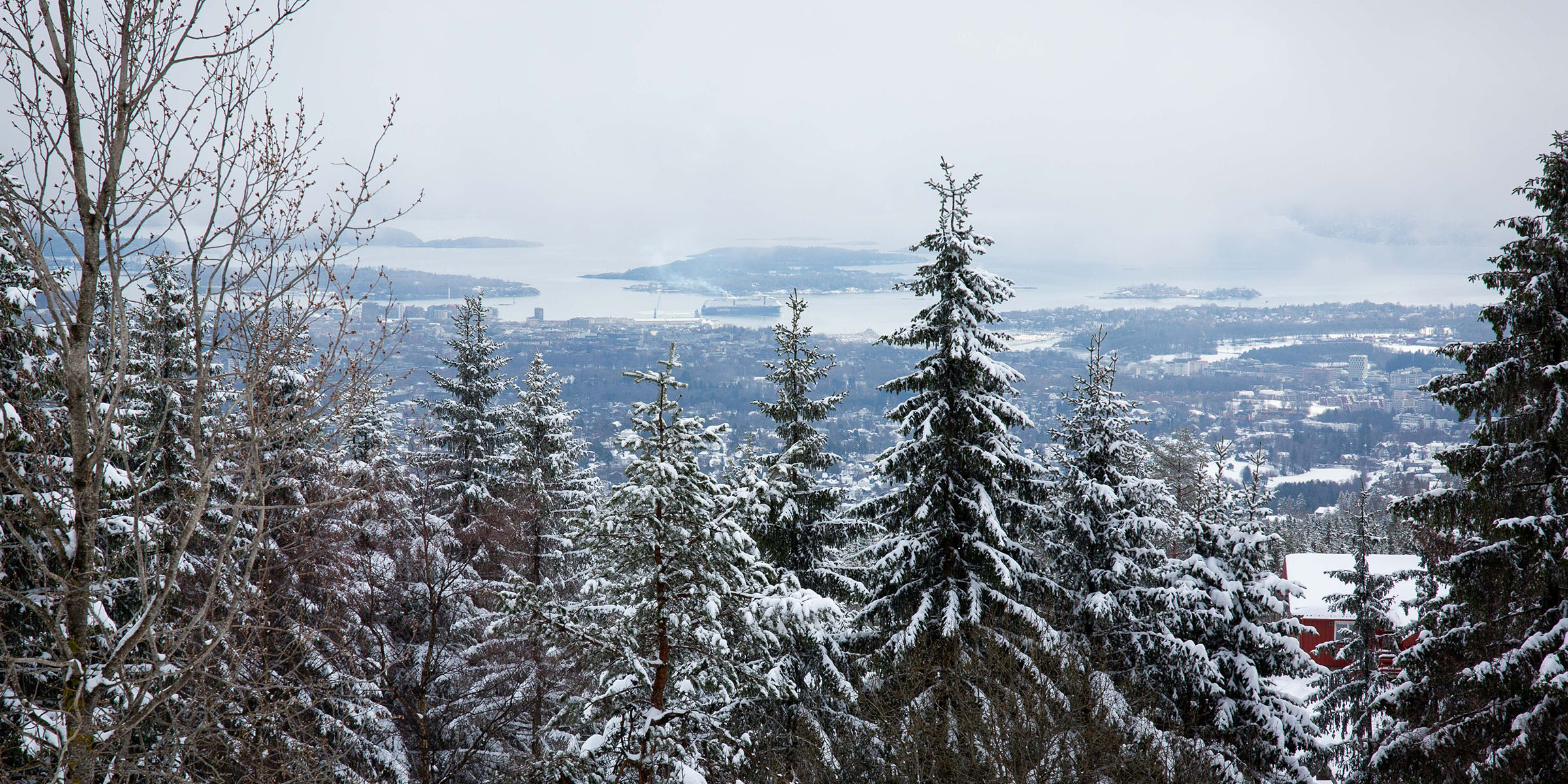Snødekte tretopper med utsikt over Oslo.